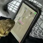 Pubblicità originale per Schiaccia Formiche